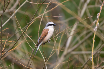Obraz premium (Lanius Collurio) red-backed shrike