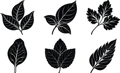 set of leaves white background