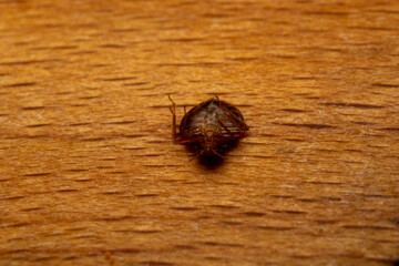 Cimex lectularius