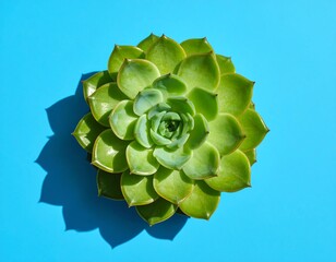 Vibrant succulent on vibrant blue