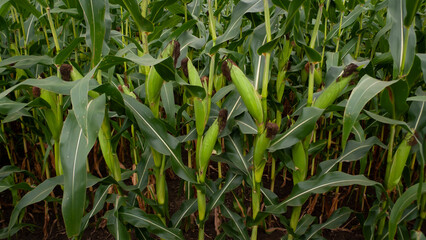 Fototapeta premium Corn growing in a field