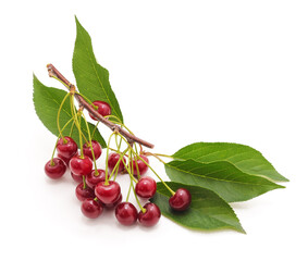 Cherries on a branch.