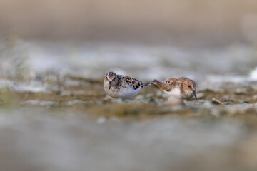 Little Stint (Calidris minuta) Feeding in Mudflat Habitat