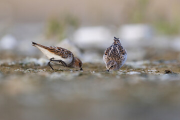 Little Stint (Calidris minuta) Feeding in Mudflat Habitat