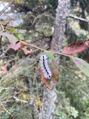 Caterpillar relaxing on a leaf in the forest on a hiking trail