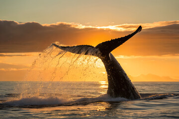 Humpback whale tail breaching the ocean surface at sunset water droplets glistening a majestic marine wildlife moment
