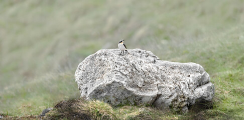 Male Northern Wheatear On A Boulder (Oenanthe Oenanthe)