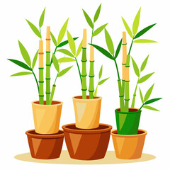 Fototapeta premium Bamboo with pot illustration vector with white background 