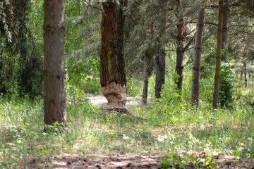 Tree Trunk Partially Gnawed by Beaver – Wildlife Activity in Natural Forest