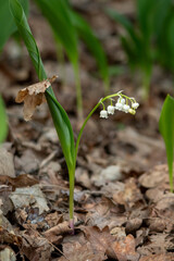 Lily of the Valley Flower Close-Up in Forest – Spring Wildflower Nature Background