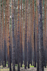 Fototapeta premium Deep Pine Forest with Tall Trees – Tranquil Woodland Landscape for Backgrounds and Design Use
