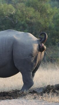  Vertical video, a white rhino bull using his midden