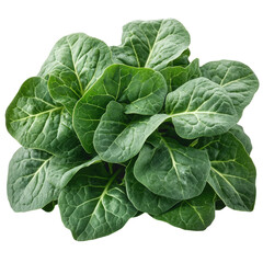 Obraz premium Vibrant and Fresh Spinach Leaves Isolated to Enhance Culinary and Health Focused Designs