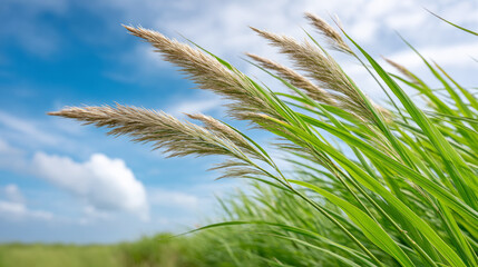 Low angle view of tall wild grasses swaying against a bright blue sky