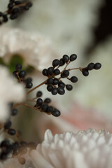 Close-up of black berries and soft pastel flowers with creamy white petals. Elegant autumn composition perfect for wedding design, greeting cards, branding, and floral backgrounds.