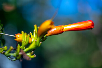 A cluster of orange trumpet-shaped flowers Campsis radicans, also known as trumpet vine, yellow...