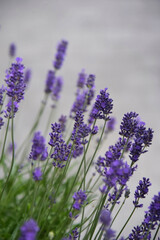A closeup shot of a lavender flowers bush, Lavandula, with blurred gray background. 