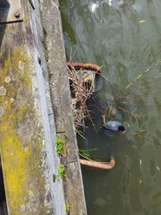 A bird nesting in the depth of the wall by the lake. A bird feeding its young.