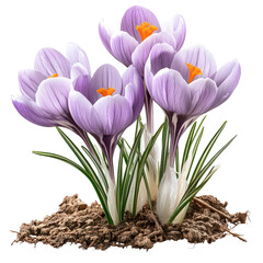 Fototapeta premium Blooming Crocus Flowers with soil - Beautiful Purple and Orange Floral Arrangement
