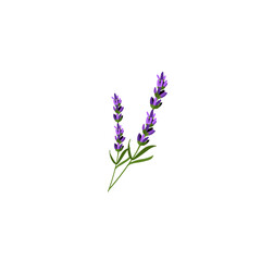 lavender plant vector