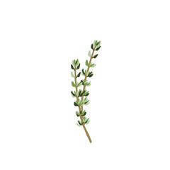 thyme plant vector