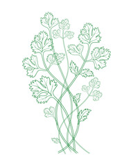 Green Parsley Herb. Line Art Vector Illustration of Culinary and Botanical Design Projects