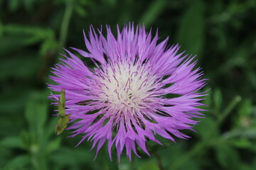 Purple and white Sweet sultan close-up