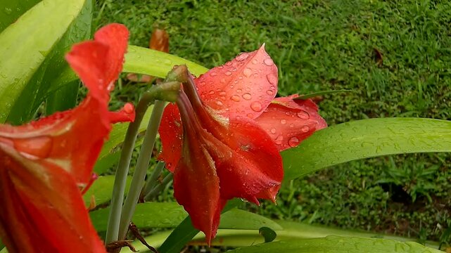 Video de lirios bajo la lluvia. En Puerto Rico es normal la lluvia, pero en exceso genera inundaciones.