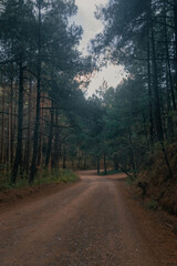 Dirt Path Leading Through a Pine Forest