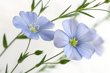Delicate Blue Flax Flowers in Bloom on White Background