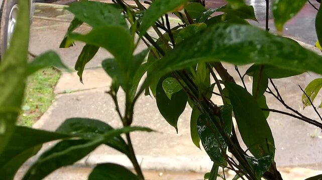 Video de plantas bajo la lluvia mientras las gotas de agua caen suavemente sobre sus hojas. El movimiento natural de la lluvia y el sonido del agua crean una escena tranquila que resalta la frescura d