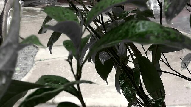 Video de plantas bajo la lluvia mientras las gotas de agua caen suavemente sobre sus hojas. El movimiento natural de la lluvia y el sonido del agua crean una escena tranquila que resalta la frescura d