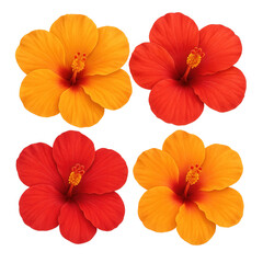 Vibrant hibiscus flowers display garden floral photography natural environment close-up beauty in nature