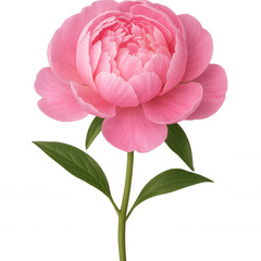 Blooming pink peony flower botanical garden photography natural light close-up view floral beauty