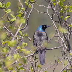 Male Common Grackle closeup framed by  a shrub 