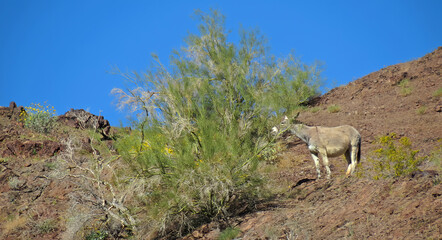 A wild burro on the hillside above the Colorado River feeding on the leafs of a small tree - just upriver from Parker, Arizona
