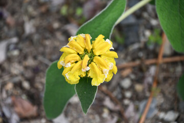 エルサレムセージ　Phlomis fruticosa、Jerusalem sage
