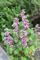 Naklejka premium ウスベニアオイ Common mallow
