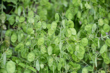 ゴウダソウ（ルナリア）の果実 Annual honesty Fruits