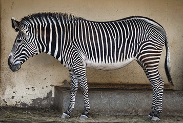 Zebra displaying its iconic black and white stripes standing beside a textured wall. Illustrates patterns, wildlife, and nature's design with an artistic appeal in focus.