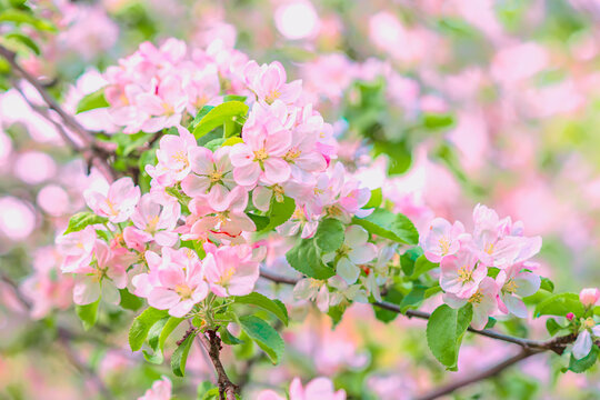 Delicate pink apple blossoms in full bloom on tree branches, surrounded by fresh green foliage, soft light. Concept of spring, renewal . Natural spring background