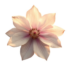 Fototapeta premium Pink Clematis flower isolated on white background