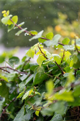 Close-Up of Green Leaves with Rain Droplets on a Rainy Day1