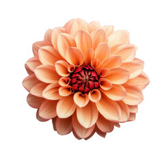 Orange dahlia flower isolated on white background