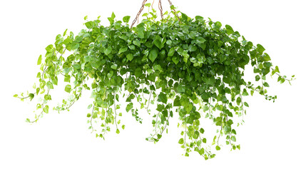 Hanging Ivy Plant with Lush Green Leaves