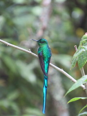 Comet hummingbird, Sappho sparganurus