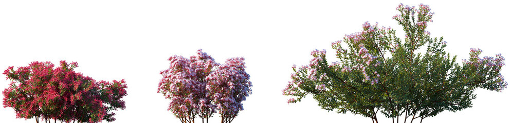 Set of Glossy Abelia (Abelia × grandiflora) blossoming frontal street shrubs isolated png on a transparent background perfectly cutout