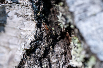 Wood ants, close-up