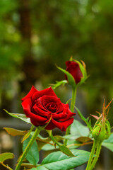 Flowering branches of bush, red beautiful bright rose flowers against the background of a blurred background with yellow, green shades. Vertical Shot with Copy Space, Blank for Cards and Greetings