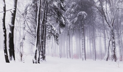 Fototapeta premium Silent snowy forest in misty Bohemia winter